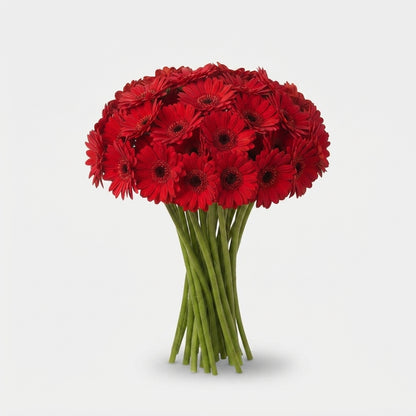 Red Germini ‘Florvana’ Cut Flowers – 50cm Stems