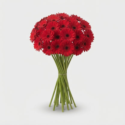 Red Germini ‘Masserati’ Cut Flowers – 45cm Stems