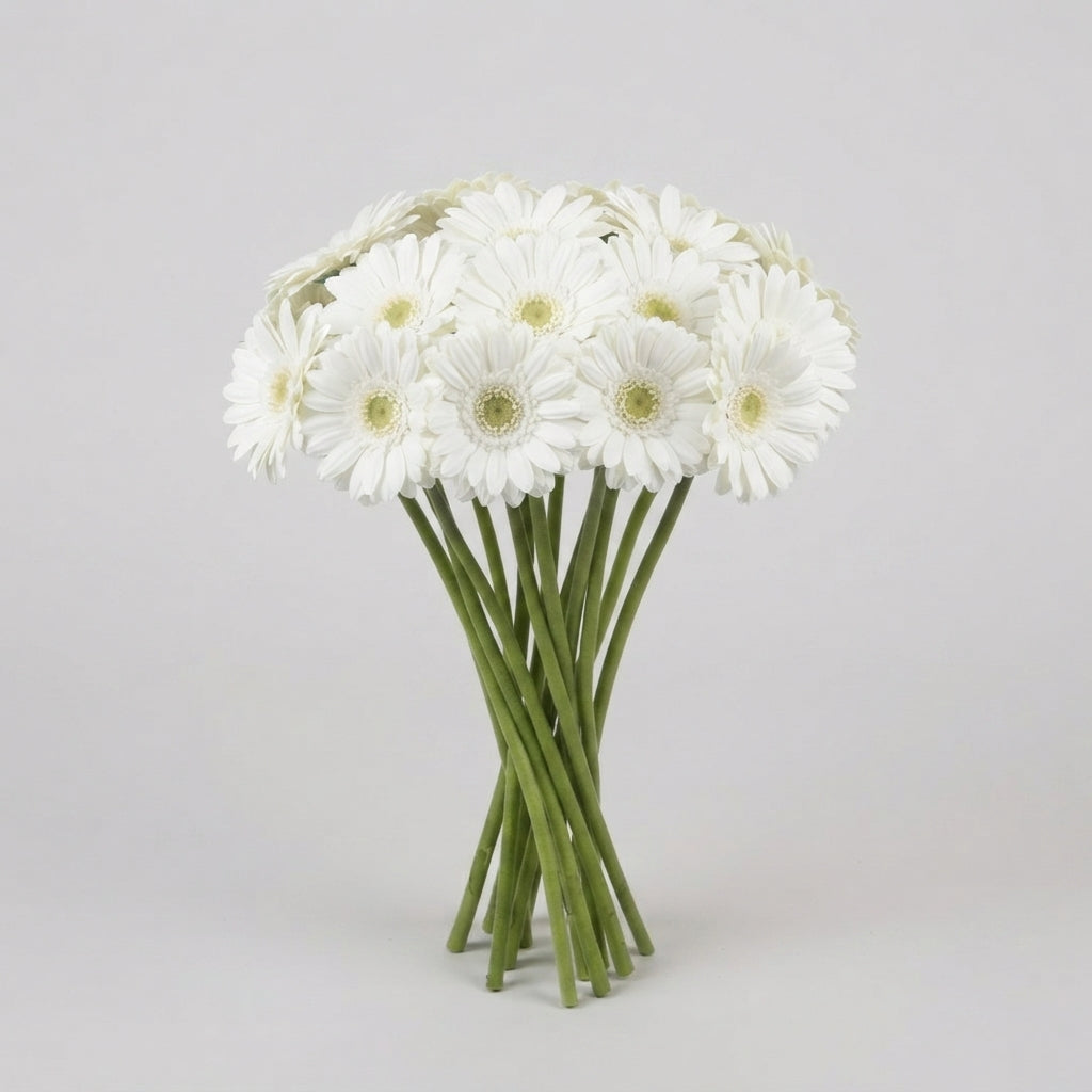 White Germini ‘Lobby’ Cut Flowers – 50cm Stems