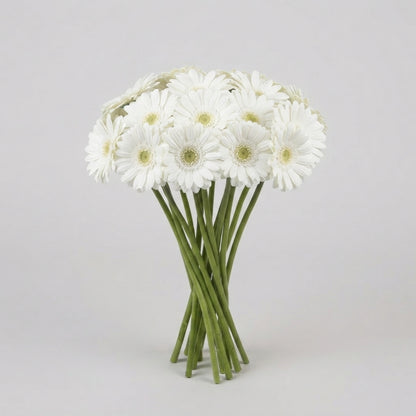 White Germini ‘Lobby’ Cut Flowers – 50cm Stems