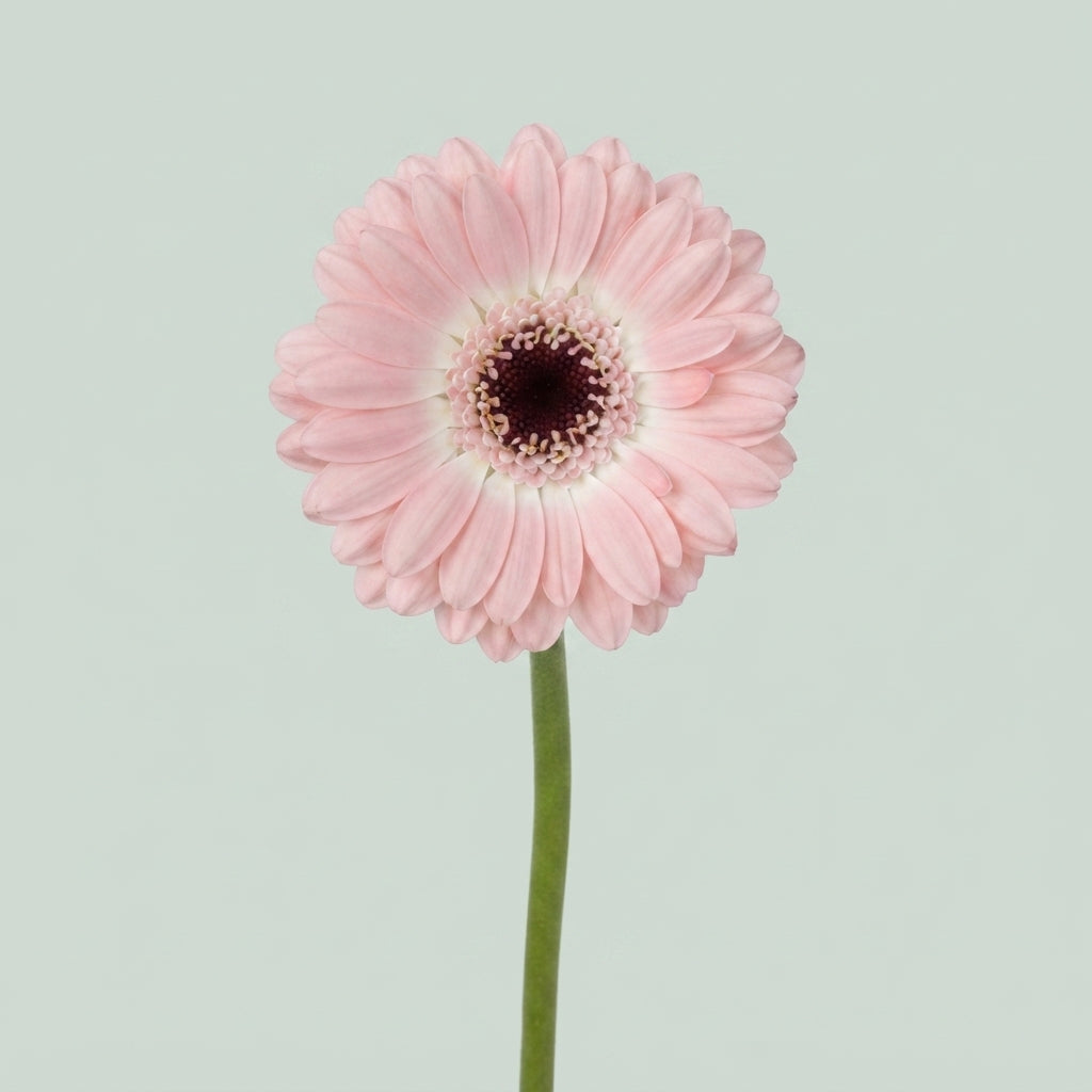 Pink Germini ‘Dixon’ Cut Flowers – 50cm Stems