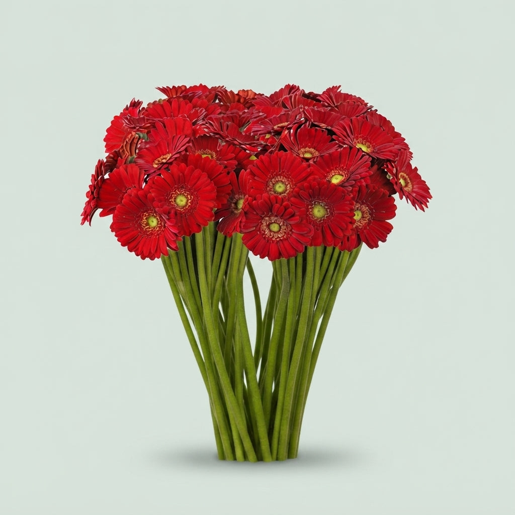 Red Germini Curry Cut Flowers – 50cm Stems