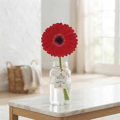 Red Germini ‘Black Tie’ Cut Flowers – 50cm Stems