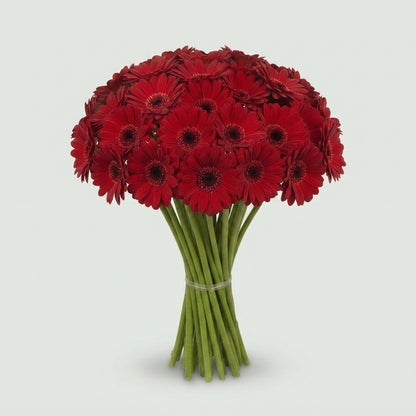 Germini - Gerbera - Black Tie