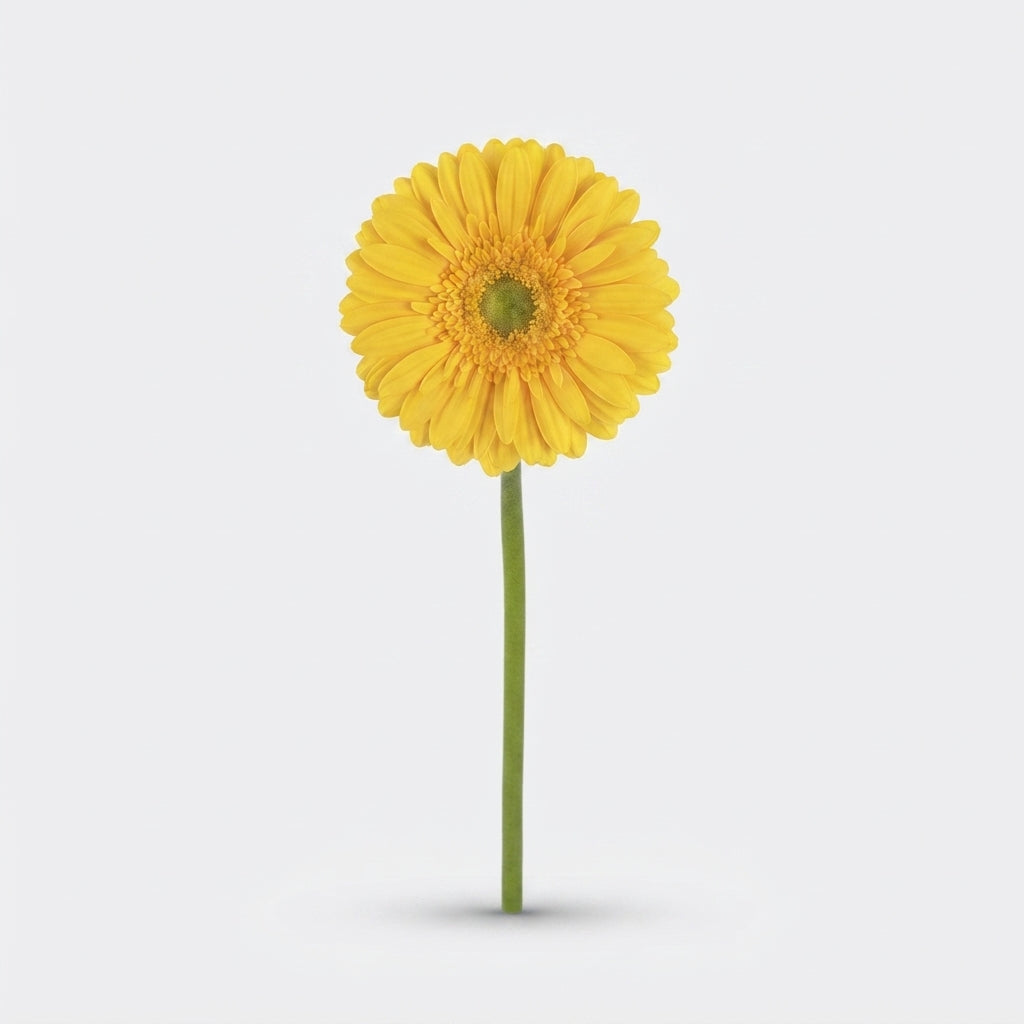 Gerbera - Gerbera - Submarine