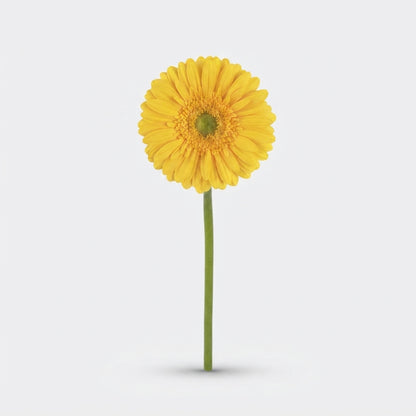 Gerbera - Gerbera - Submarine