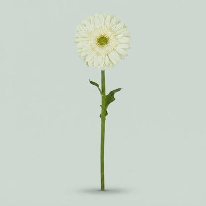Gerbera - Flosminty