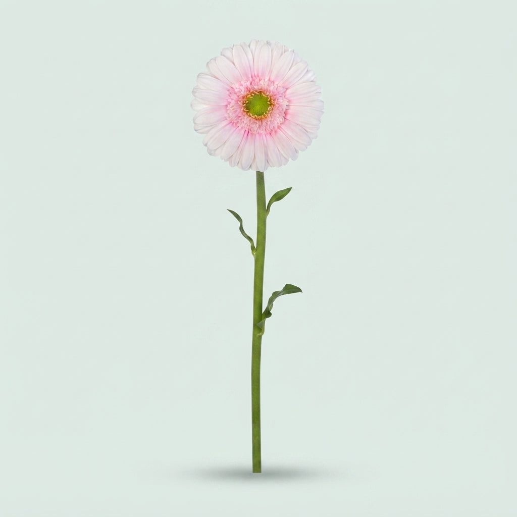 Gerbera - Gerbera - Michelle