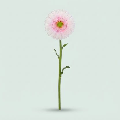 Gerbera - Gerbera - Michelle