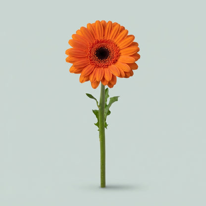 Gerbera Large Colin
