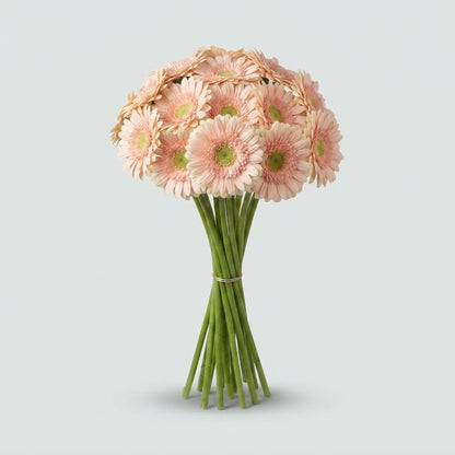 Gerbera - Gerbera - Carlita