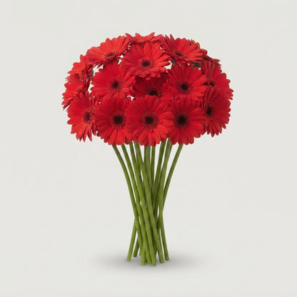 Gerbera - Blinddate