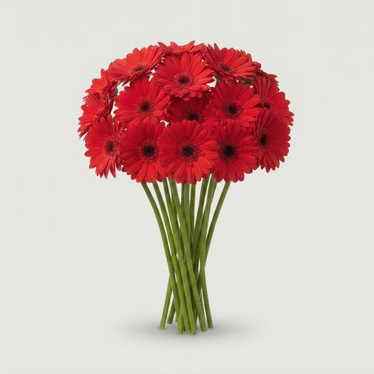 Gerbera - Blinddate