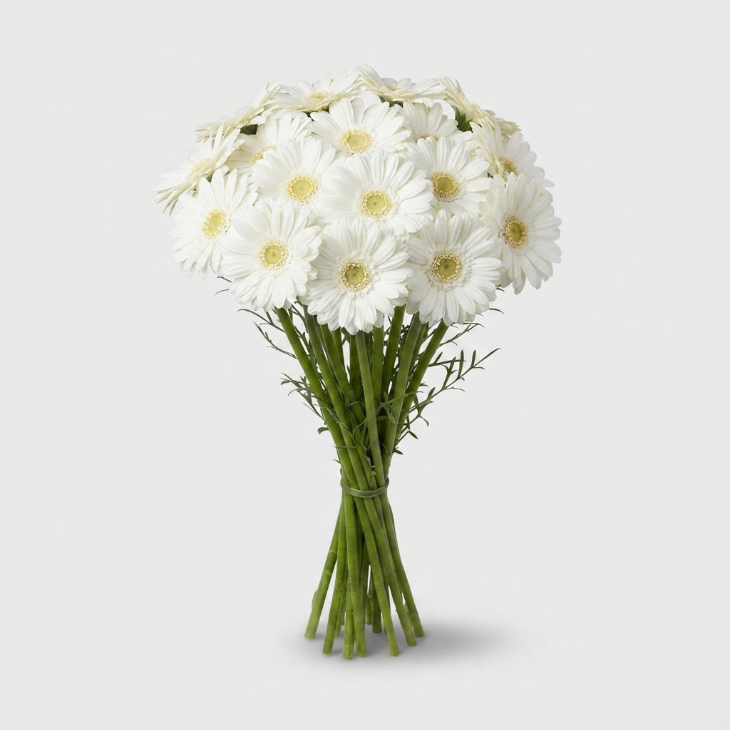 Gerbera - Gerbera - Abe