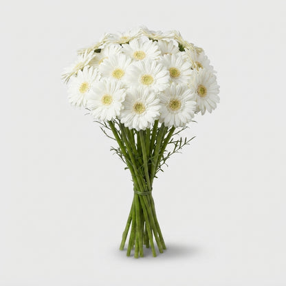 Gerbera - Gerbera - Abe
