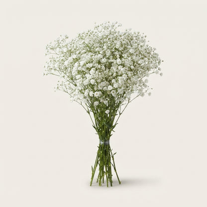 Gypsophila - Gypsophila paniculata - Discovery
