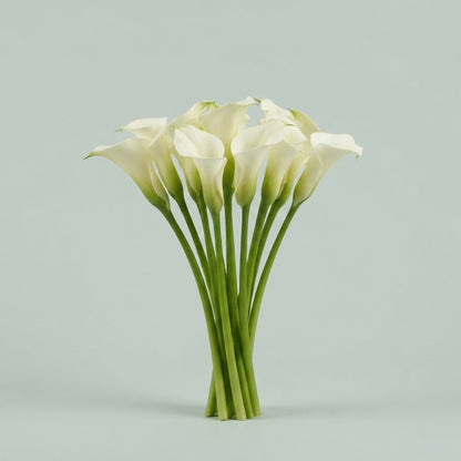 Calla Lily - Zantedeschia - Crystal Blush