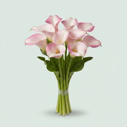 Calla Lily - Zantedeschia - Blushing Lady