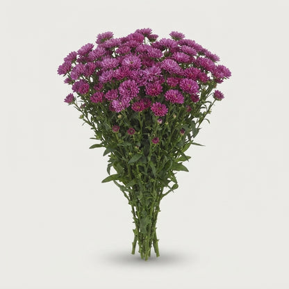 Purple Aster ‘Flash’ Cut Flowers – 80cm Stems