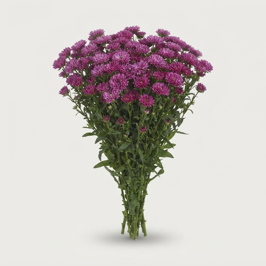 FeedSync:wholesale:bb17b6a2600489af084d5661974eeb0d45b37ec4