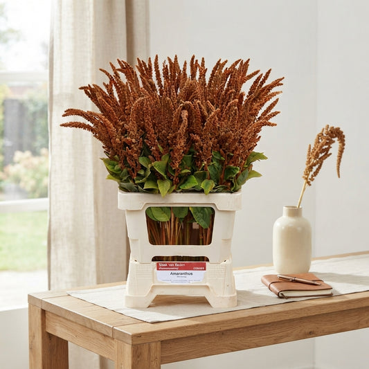 Amaranthus ‘Hot Biscuits’ – Brown Cut Stems