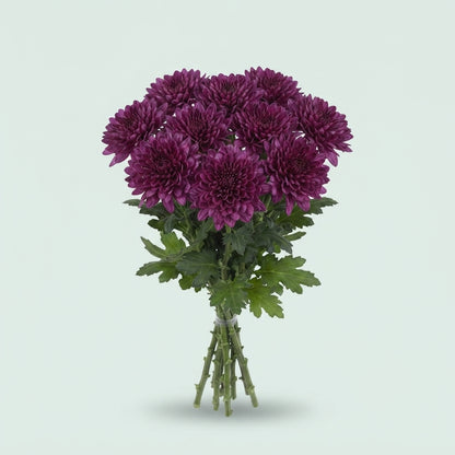 FeedSync:wholesale:6f1592053156b8e8b0b30dbf514128471c9e504c