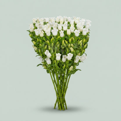 Bellflower - Campanula - Champion White