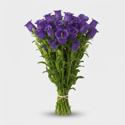 Bellflower - Campanula - Champion Blue