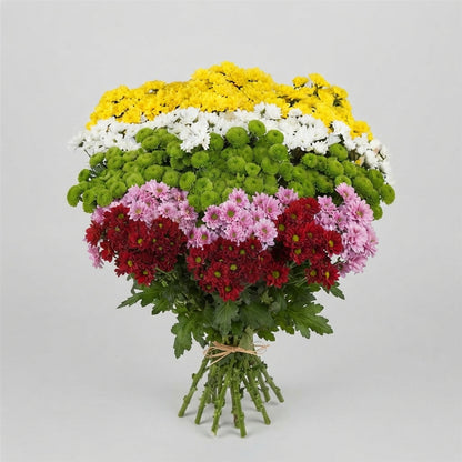 Spray Chrysanthemum - Chrysanthemum (Indicum Grp) - Santini Mix