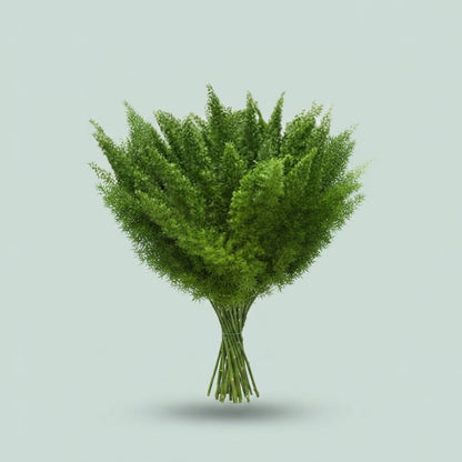 Asparagus Foliage - Asparagus - Myers