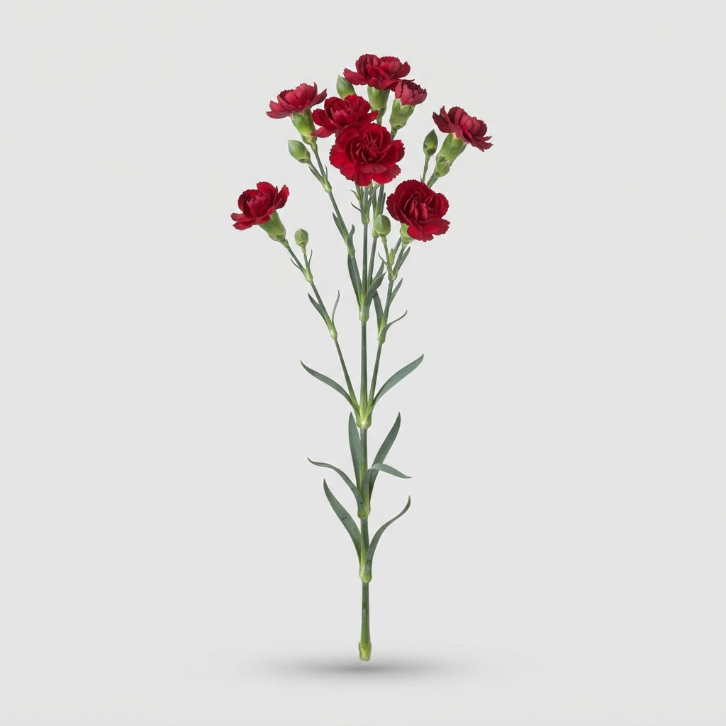 Spray Carnation - Dianthus - Lina