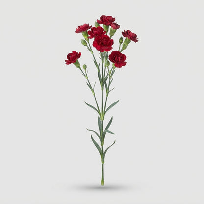 Spray Carnation - Dianthus - Lina