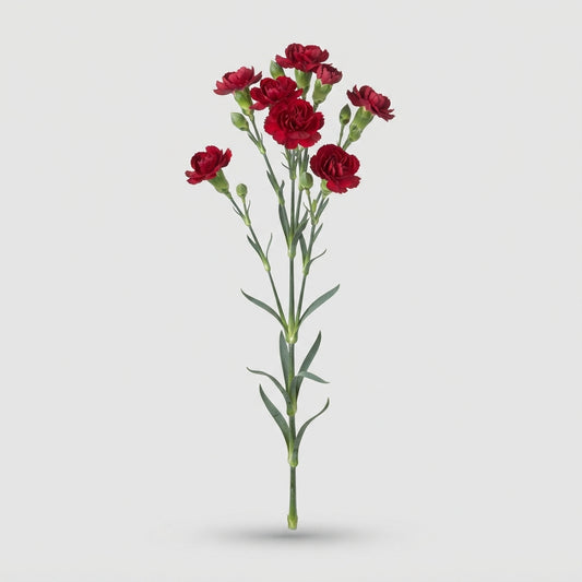 Spray Carnation - Dianthus - Lina