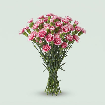 Spray Carnation - Dianthus - Cherry Tessino