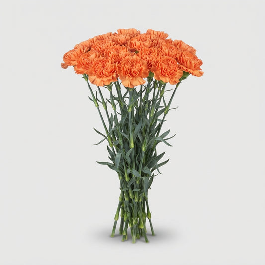 Standard Carnation - Dianthus - Zenit