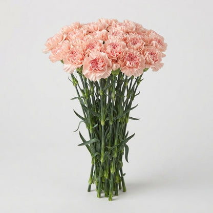 Carnation - Dianthus - Noviado
