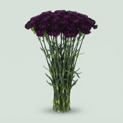 Standard Carnation - Dianthus - Florigene Moonvista