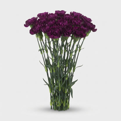 Carnation - Dianthus - Florigene Moontea