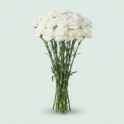 Standard Carnation - Dianthus - Moonlight