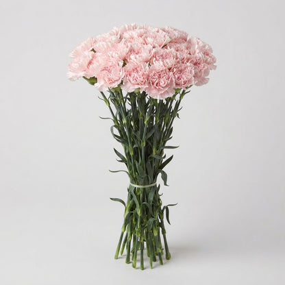 Carnation - Dianthus - Maruchi