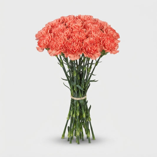 Standard Carnation - Dianthus - Lion King