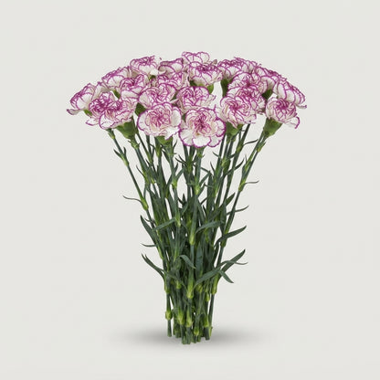 Standard Carnation - Dianthus - Kino