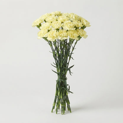Standard Carnation - Dianthus - Hermes