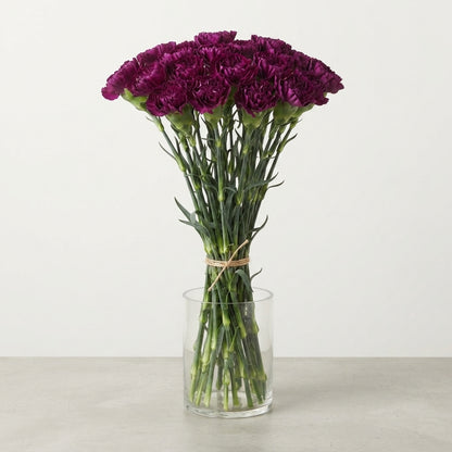 Standard Carnation - Dianthus - Golem