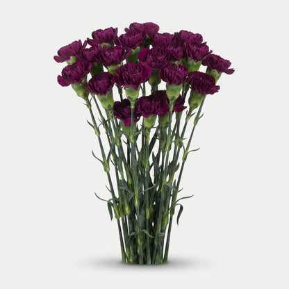 Standard Carnation - Dianthus - Golem