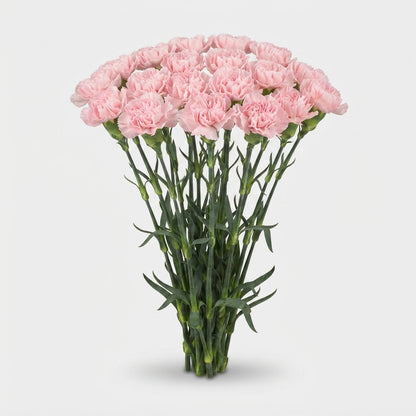 Carnation - Dianthus - Doncel