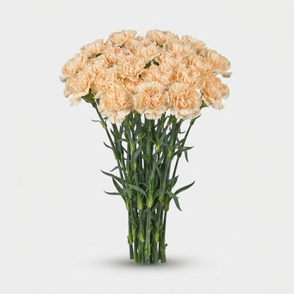 Carnation - Dianthus - Standard
