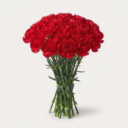 Standard Carnation - Dianthus - Bizet
