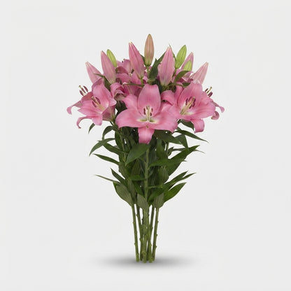 FeedSync:wholesale:bca70fbfd400686f59b3c54b5519e1121dafb208