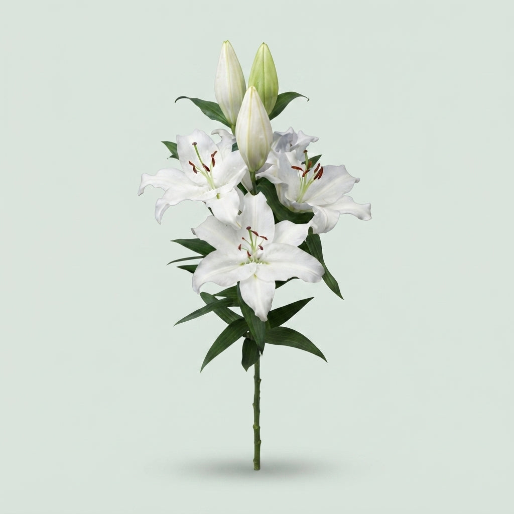 Lily - Lilium - Severn